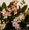 Everyday Pink and White Dogwood Evergreen on a grapevine base